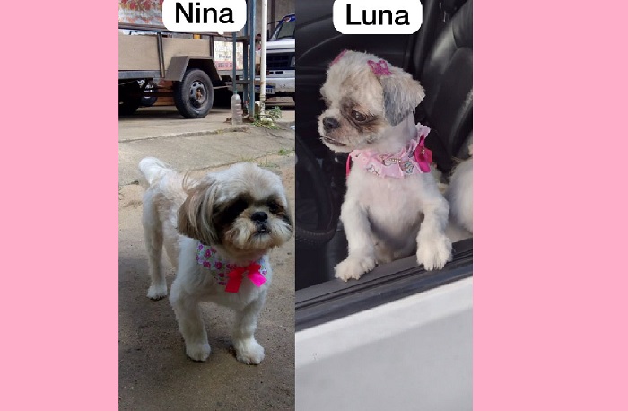 Nina e Luna fogem no Interlagos. São irmãs e não têm costume de rua. “Me ajudem”