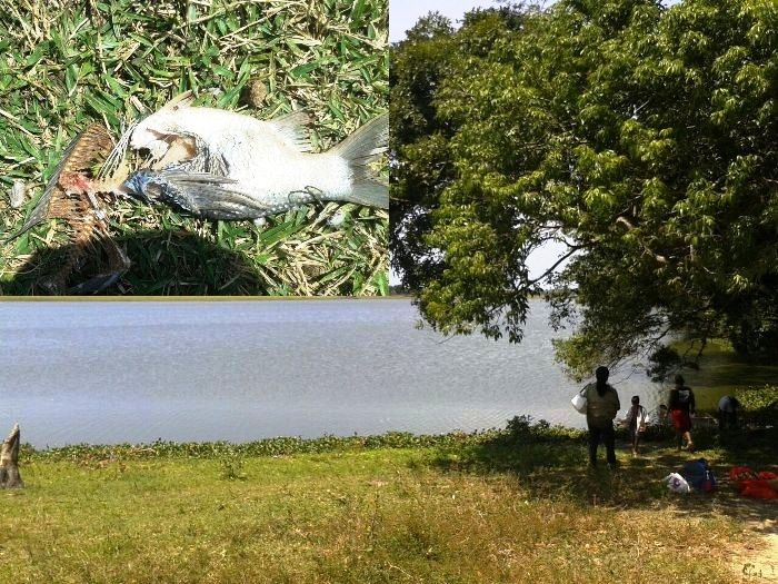 Internauta denuncia ação de pescadores nas lagoas de Linhares