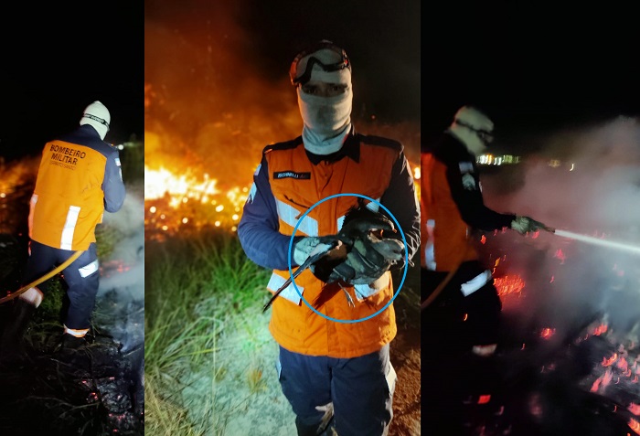 Animais são salvos pelos Bombeiros durante incêndio de grande proporção em São Mateus
