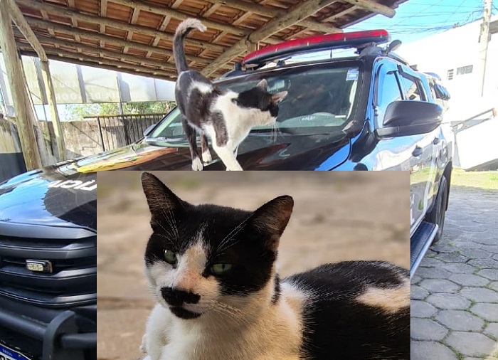 Mascote da Polícia Civil desaparece da delegacia de Sooretama