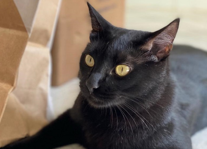 Encontrado! Banguela já voltou ao posto de mascote no Centro de Linhares