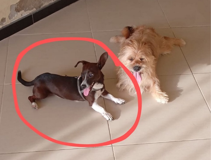 Pingo acompanha amiguinho de rua, e some no Aviso. Família pede ajuda