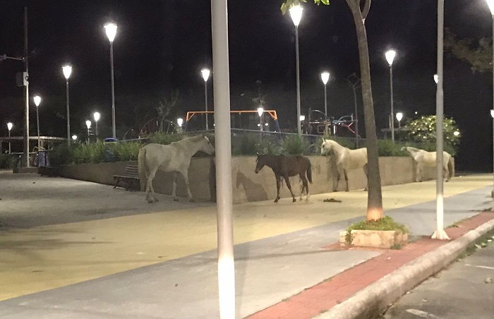 Cavalos “fazem a limpa” em canteiros ornamentais de praça em Linhares