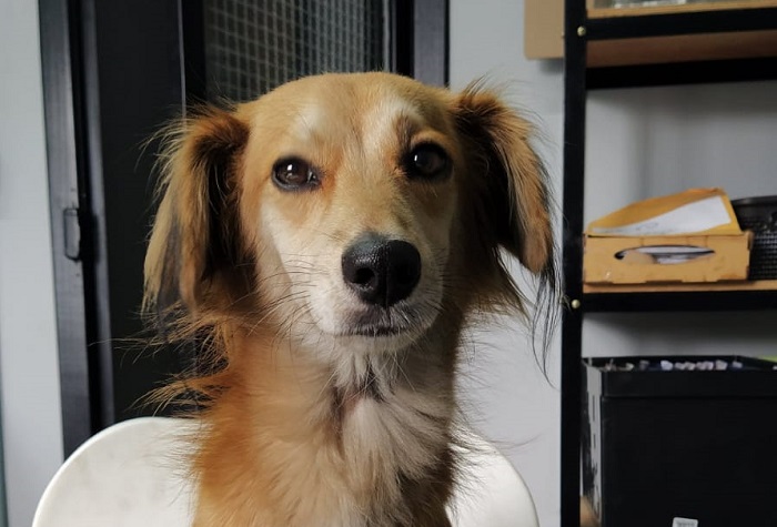 Olha a Lelê! Encontrada, para a alegria geral