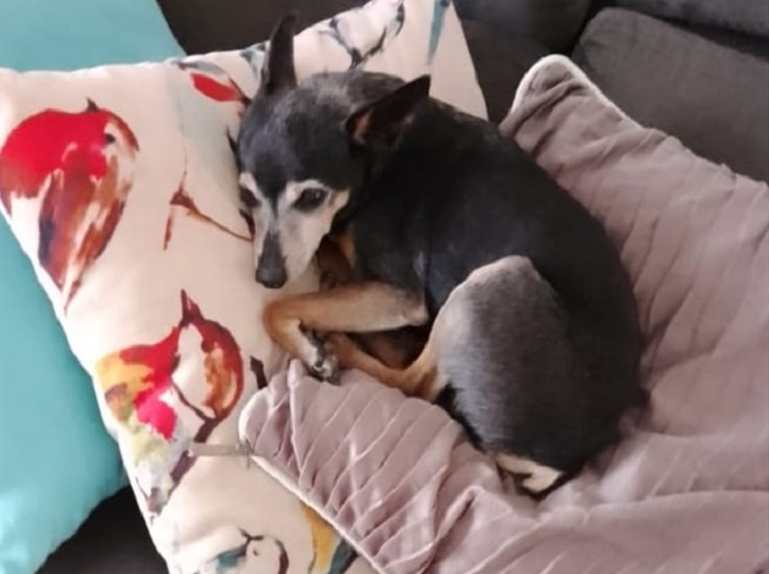Fumaça encontrado! Ele é idoso, e faz a alegria das crianças da casa