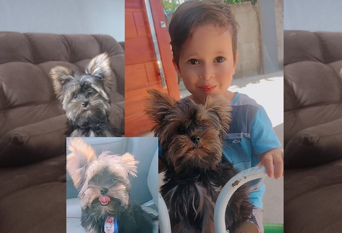 Tem recompensa: Toody foge em Sooretama. Menino de 3 anos é só tristeza