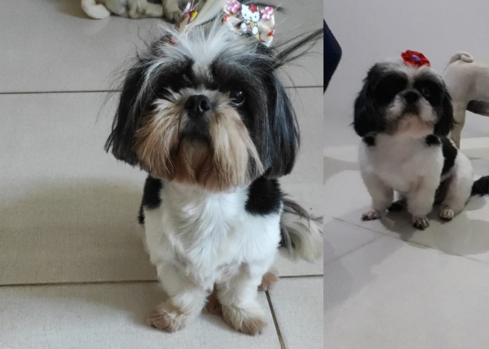 Luna foge no Interlagos. Um menino de 3 anos pede ajuda
