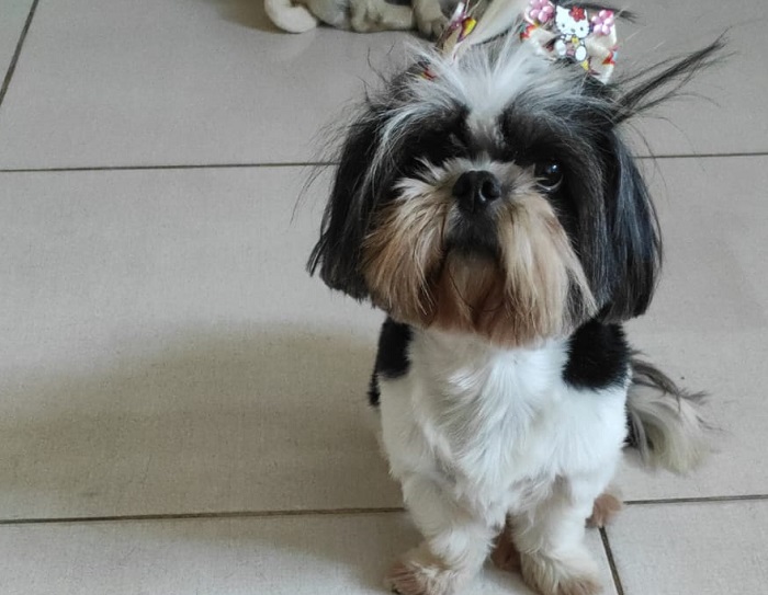 Luna encontrada! Entraram em contato com a família após divulgação no Au Au Miau