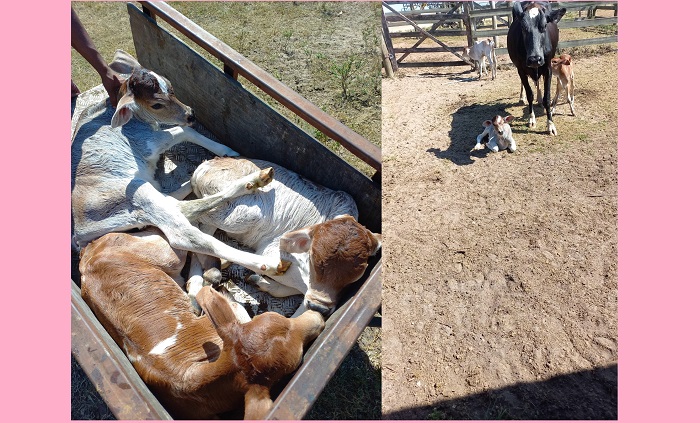 Vaca dá à luz bezerros trigêmeos em fazenda de Linhares