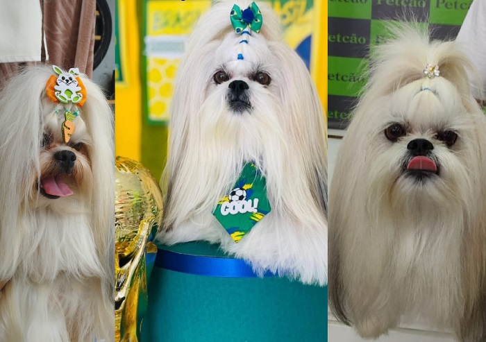Recompensa para quem encontrar o Fufi. Doguinho é idoso e está em tratamento das vistas