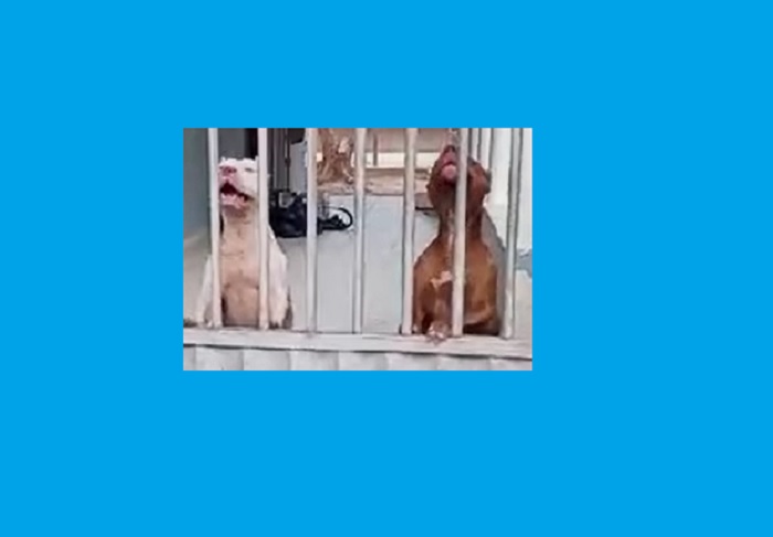 Pitbulls atacam mulher no Pontal do Ipiranga. Outra vítima escapou por pouco