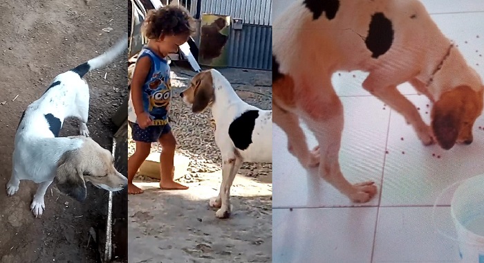 Brutos foge na Fazenda Canaã (Linha de Regência). Tutorzinho de 3 anos pede ajuda