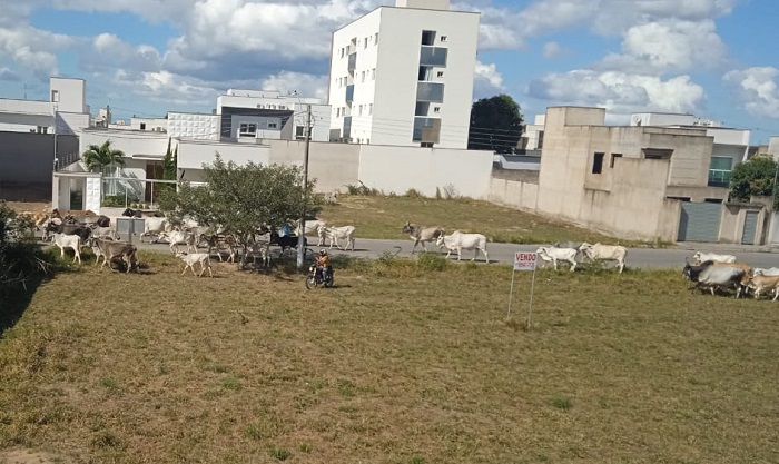 Mais de R$ 17 mil de multa: Mais de 50 animais soltos em via pública são recolhidos no Três Barras, Linhares