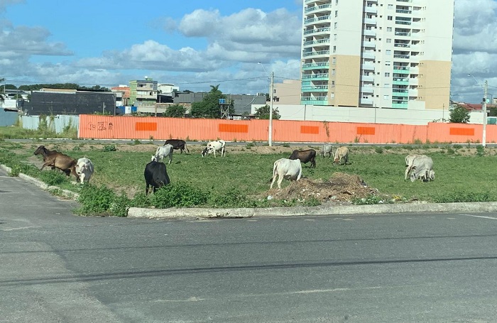 “Desde sempre”: Leitor reclama da “volta” da boiada no Três Barras