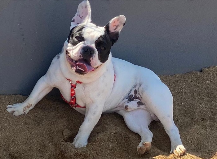 Olha o Paçoca aí! Ele havia fugido no bairro Colina