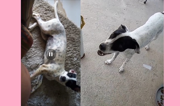 Recompensa: ‘Negona’ foge no Movelar, família pede ajuda aos leitores