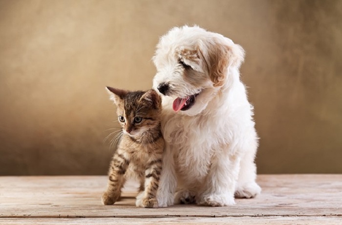 Proteção animal: Linhares adere ao programa PetVida que reforçará políticas públicas