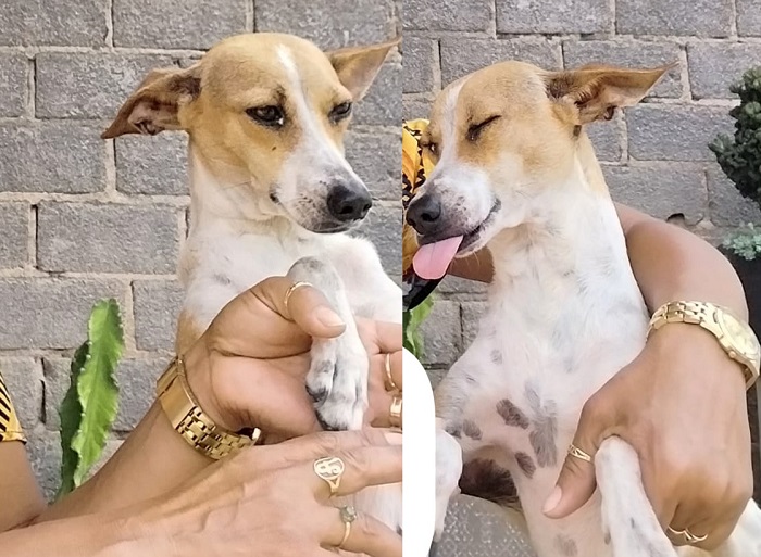 Encontrada! Lily chorou de felicidade ao voltar para casa. “Gratidão”, resume tutora