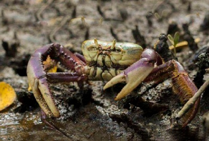 Vai começar o período do defeso do caranguejo-uçá. Respeitem