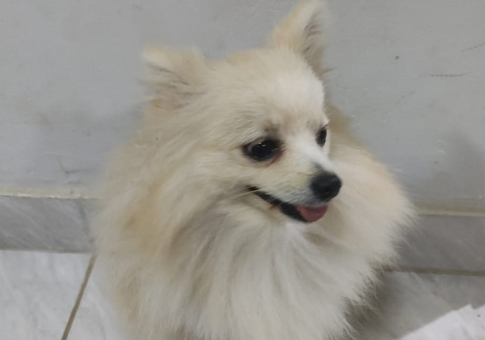 Leitora reconhece Téo, e rejeita recompensa ao devolver o doguinho. “Ama animais”
