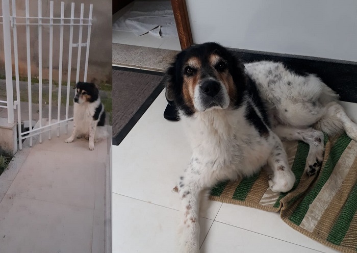 Luke: Doguinho de 16 anos foge no Shell. Ele precisa de cuidados diários