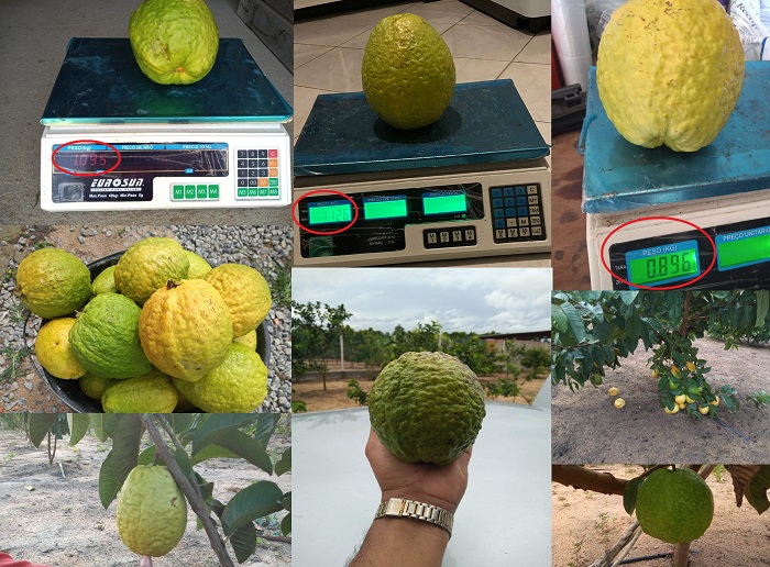 Goiabonas: Linhares só colhe frutos acima de meio quilo. Um deles acima de 1kg