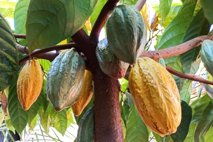 E vem aí, a Caravana Diversifica Agro em Rio Bananal