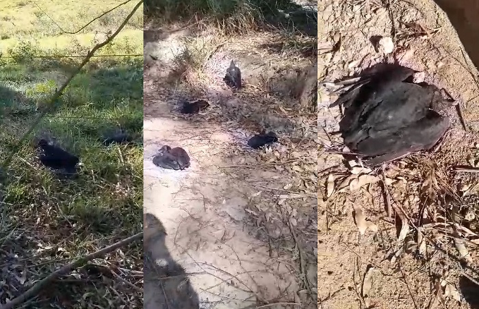 Urubus (muitos) aparecem mortos ou agonizando no interior de Linhares