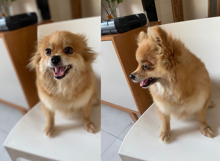 Olha quem (também) já está em casa! Sim, a Pérola