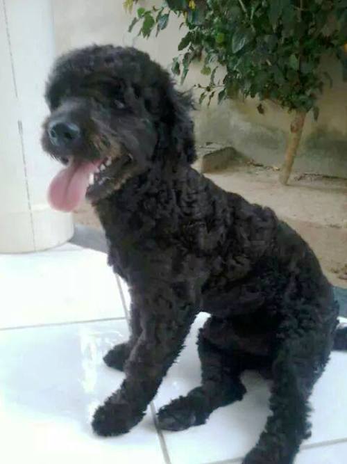 O Kiko apareceu, gente!
