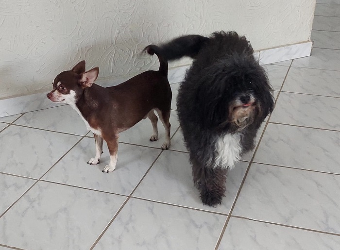 Olha a duplinha aí! Tutora está feliz da vida com o Téo e a Lua de volta