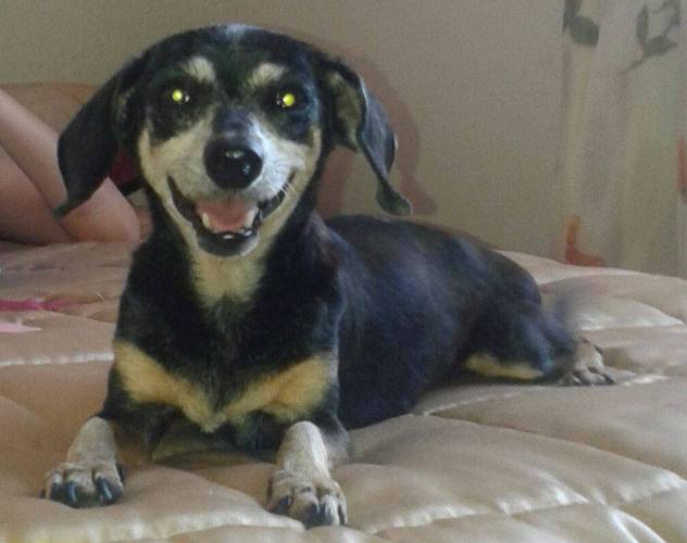 A Lua fugiu: dona pede ajuda para encontrá-la