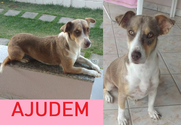 Recompensa: Pomerana foge no BHN ao se desesperar com fogos pós futebol