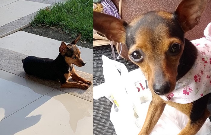 Nina foge no Movelar. Tutora se emociona ao pedir ajuda