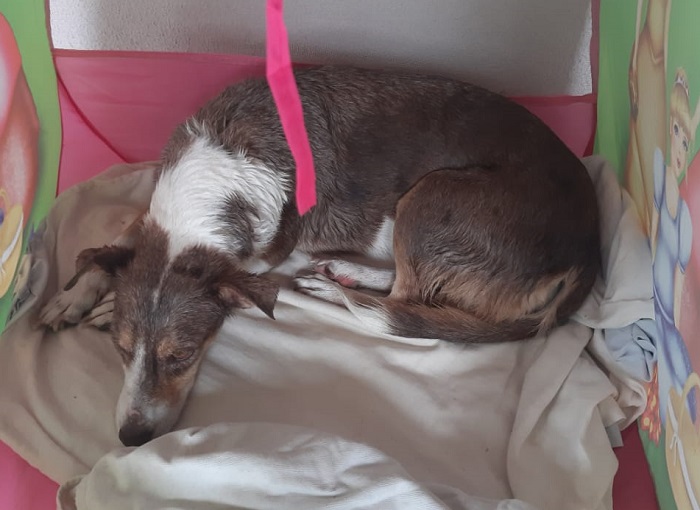 Encontrada! “Pensem nos animais antes de soltar fogos”, pede tutora de Pomerana
