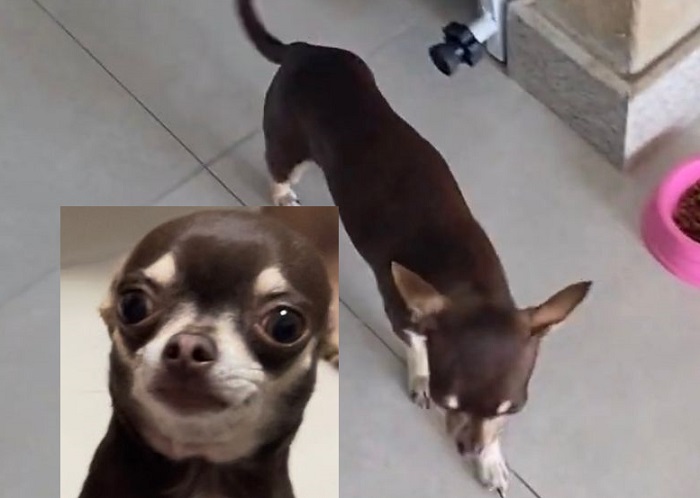 Encontrada também! Mary Jane já está em casa, e cheia de mimos