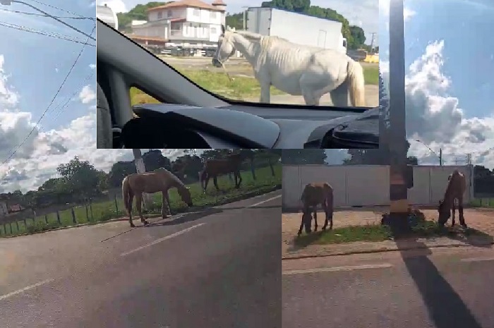 Cavalos na BR-101. Um deles atravessou bem na frente de um veículo