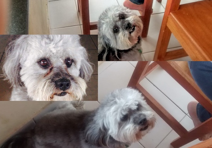 Bred foge no Pontal do Ipiranga. “É idoso, precisa muito de nós”