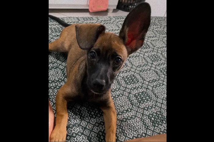 Notícia triste sobre a Jolie. Prepare o lencinho