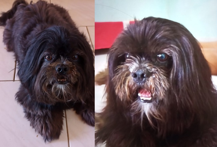 Bombom que se desesperou com trovões, é encontrado