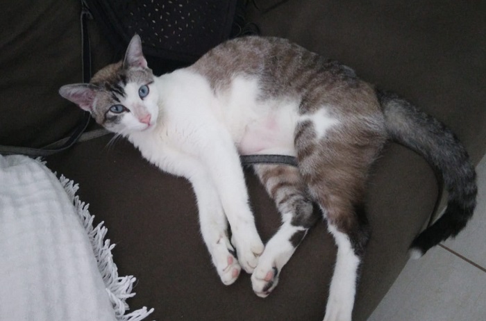Alegria! Ziggy firme e forte, de volta ao lar