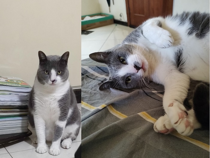 Recompensa: Tom foge no BNH, e garotinho de 10 anos pede ajuda