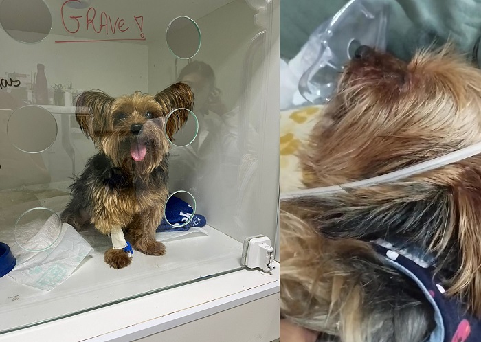 Corrida contra o tempo para salvar a vida de Theo, doguinho que salvou a vida da tutora