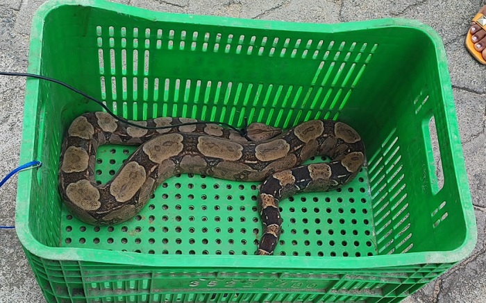 Jiboia de 1,5 metro é capturada em área urbana de Linhares