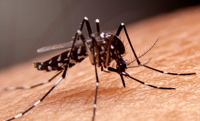 Aumenta o número de casos de dengue em Linhares. 