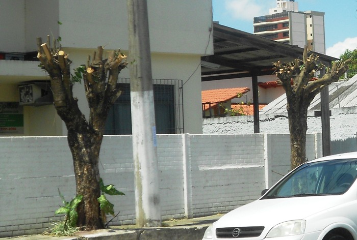 Internauta reclama de calor e critica “poda drástica” de árvore em bairro nobre
