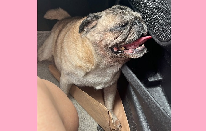 Amora encontrada! E k-9 da Força Tática é citada na na boa notícia