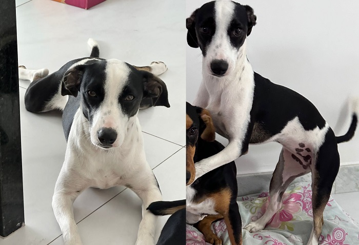 Recompensa: Filomena foge no Interlagos. Todos estão desolados