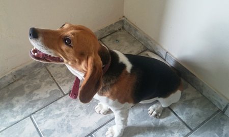 Devolvam a Mel, pede morador do Interlagos