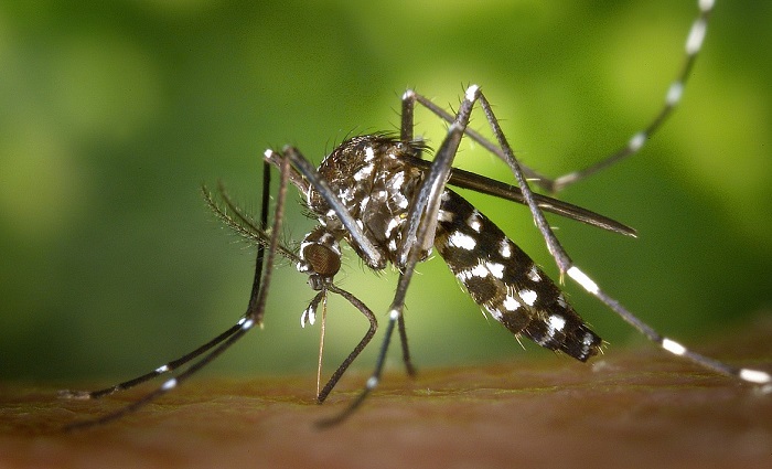 Dengue: Saúde alerta população para deixar quintais limpos antes de viajar para o carnaval
